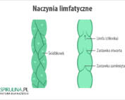 Naczynia limfatyczne