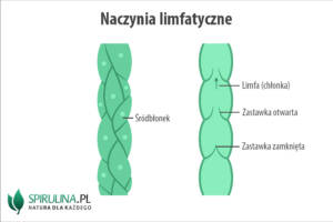 Naczynia limfatyczne