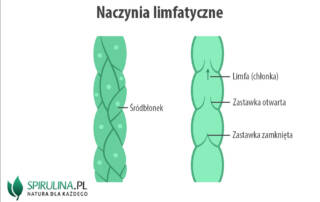 Naczynia limfatyczne