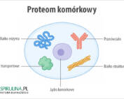 Proteom
