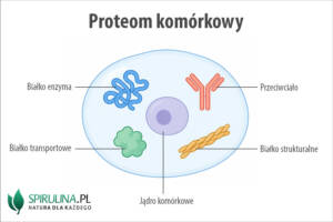 Proteom