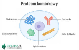 Proteom