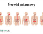 Przewód pokarmowy