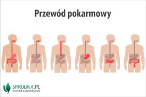 Przewód pokarmowy