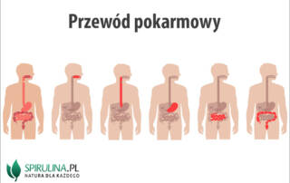 Przewód pokarmowy