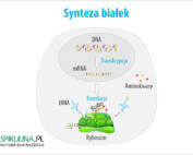 Synteza białek
