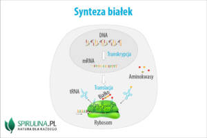 Synteza białek