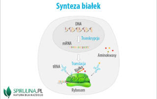 Synteza białek