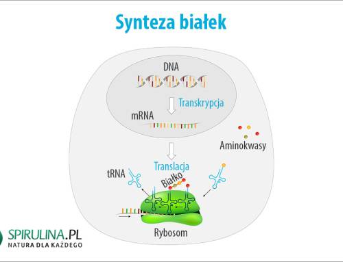 Synteza białek