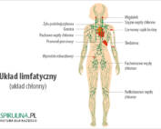 Układ limfatyczny