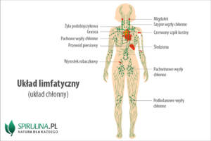 Układ limfatyczny