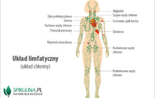 Układ limfatyczny