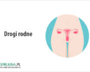 Drogi rodne