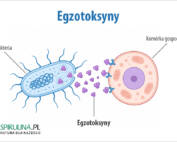 Egzotoksyny