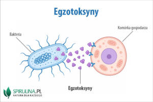 Egzotoksyny