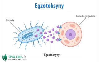 Egzotoksyny