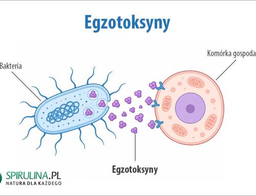 Egzotoksyny