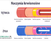 Naczynia krwionośne