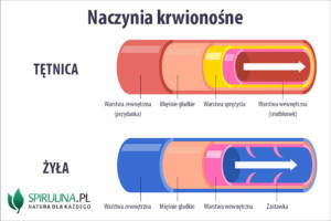 Naczynia krwionośne