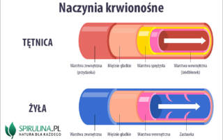 Naczynia krwionośne