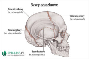 Szwy czaszkowe Szwy czaszkowe
