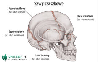 Szwy czaszkowe
