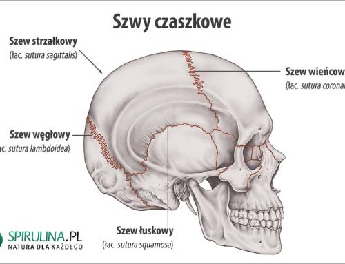 Szwy czaszkowe